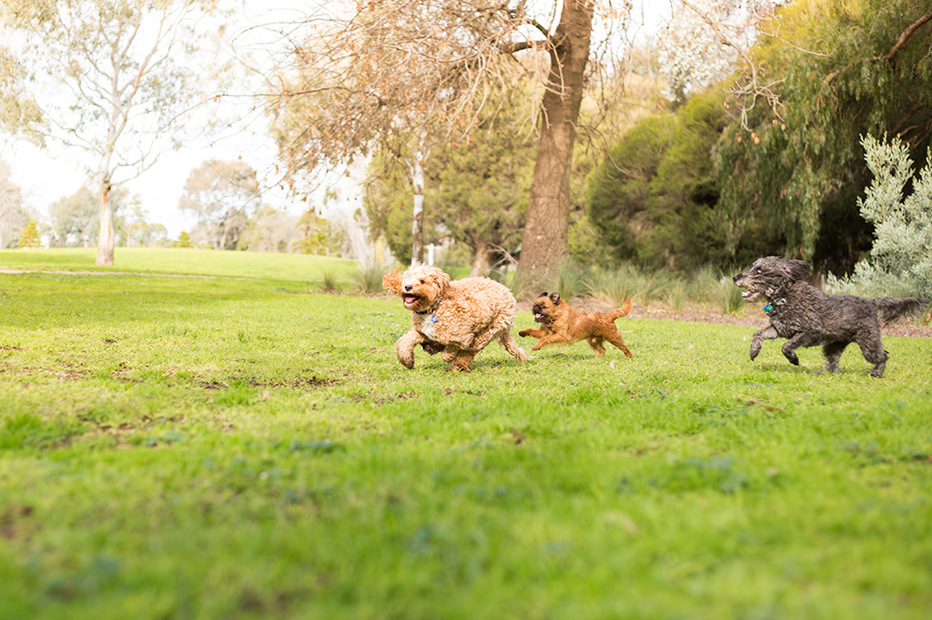 Dog Training, Dog Walking