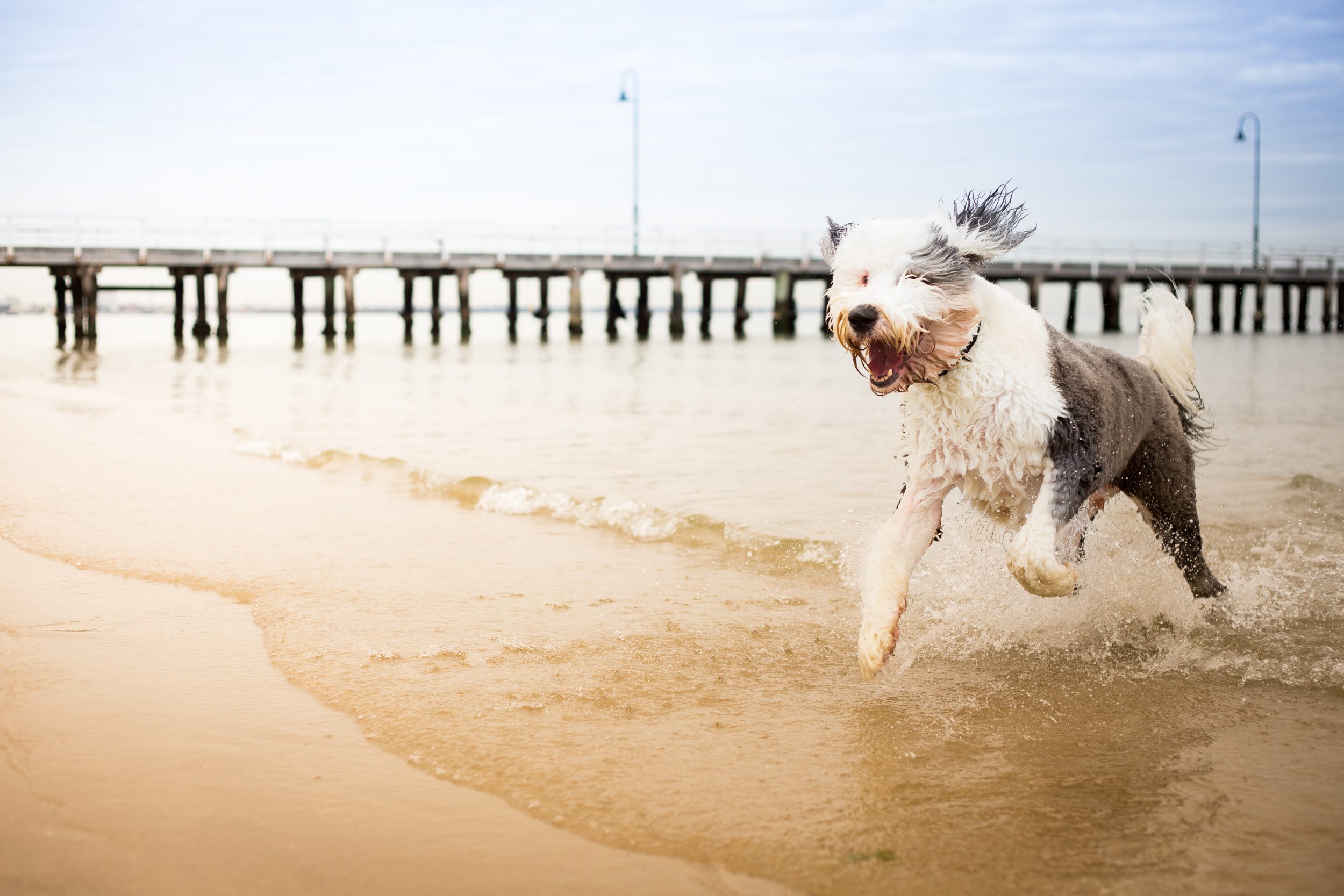 Dog Walking Dog Training a Happy Old English Sheepdog